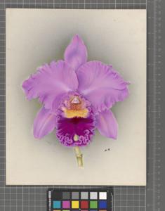 Rhyncholaeliocattleya Olympic