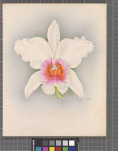 Rhyncholaeliocattleya Vivian Simon