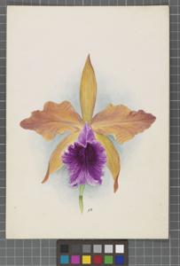 Cattleya Luminosa (1901)