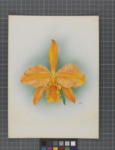 Cattleya Trimyra