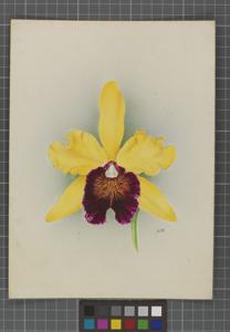 Cattleya Thyone