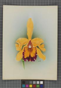 Cattleya Thyone