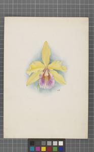 Cattleya Ophir