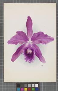 Cattleya Lucasiana