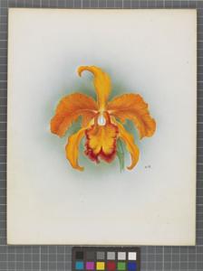 Cattleya Scylla