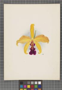 Cattleya Cappei