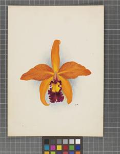 Cattleya Cappei