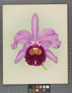 Cattleya Ivanhoe