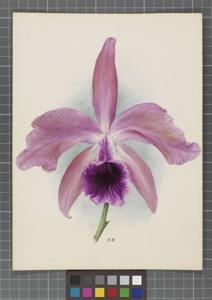 Cattleya Mabel