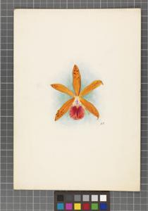 Cattleya Adolphus