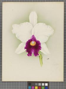 Cattleya Bellatrix