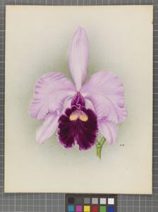 Cattleya Bella