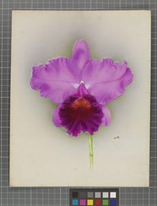 Cattleya Derrynane