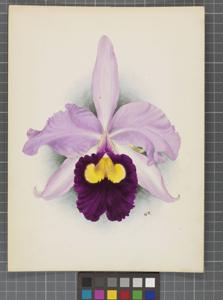 Cattleya Felicia