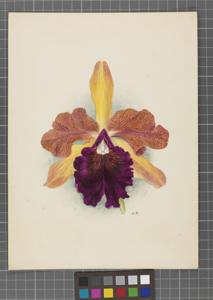 Cattleya Haroldiana