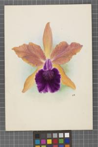 Cattleya Haroldiana