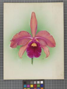 Cattleya Haroldiana