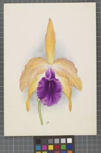 Cattleya Haroldiana