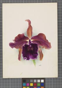 Cattleya Haroldiana