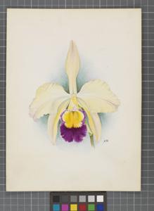 Cattleya Ganymede