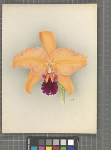 Cattleya Antinous