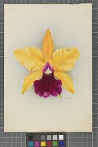 Cattleya Mrs. Medo