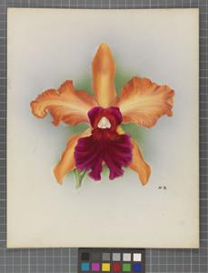 Cattleya Mrs. Medo