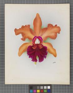 Cattleya Mrs. Medo