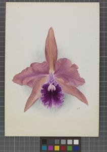 Cattleya Wiganiae