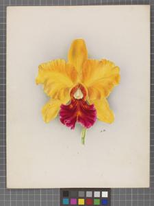 Cattleya Canberra