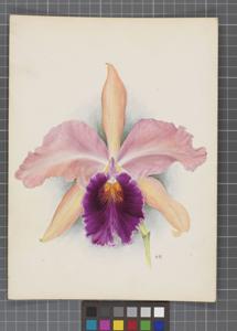 Cattleya Feronia