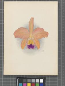 Cattleya Dora