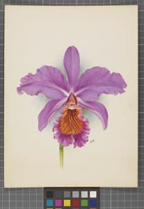 Cattleya Pizarro