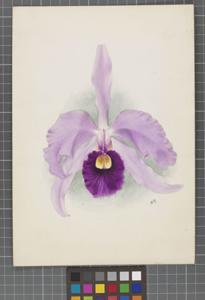 Cattleya Hyeana