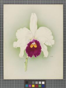 Cattleya Baroness Schroder