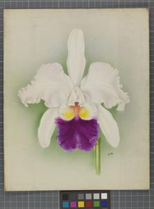 Laeliocattleya Petrograd
