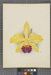 Cattleya Mikado (1909)