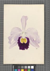 Cattleya Aphrodite