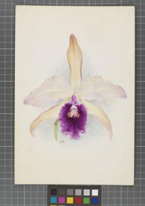 Cattleya Gottoiana