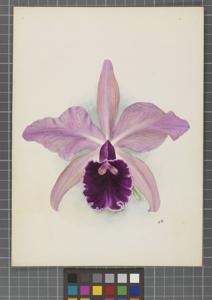 Cattleya Gottoiana