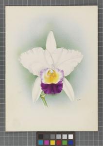 Laeliocattleya McBeaniana