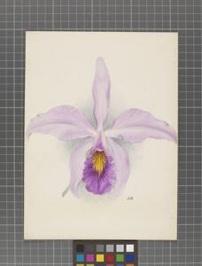 Laeliocattleya Cholletiana