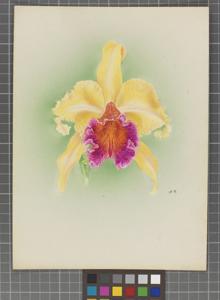 Cattleya Canhaminosa