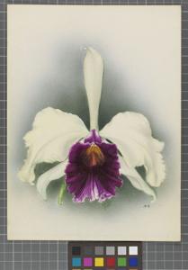 Cattleya Morningtoniae