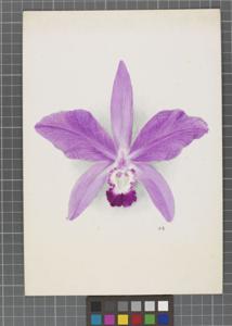 Cattleya Hermione