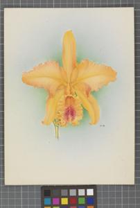 Cattleya Helius