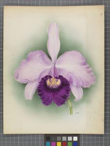 Cattleya Gladiator