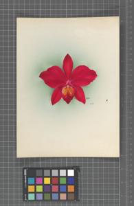 Cattleya Wellesleyae