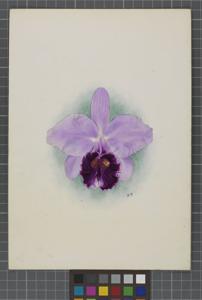 Cattleya Wilsoniae