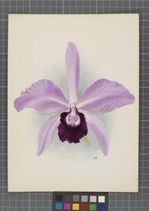 Cattleya Statteriana